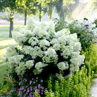 Hydrangea paniculata Plant - Bobo