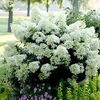 Hydrangea paniculata Plant - Bobo®
