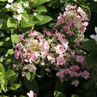 Hydrangea paniculata Plant - Dart