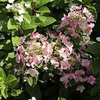 Hydrangea paniculata Plant - Dart