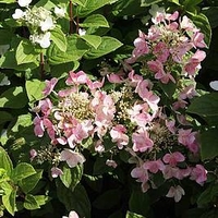 Hydrangea paniculata Plant - Dart
