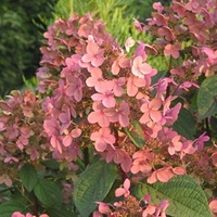 Hydrangea paniculata Plant - Early Sensation