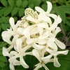 Hydrangea paniculata Plant - Great Star