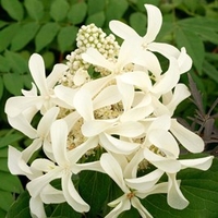 Hydrangea paniculata Plant - Great Star