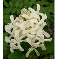 Hydrangea paniculata Plant - Great Star