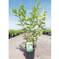 Hydrangea paniculata Plant - Kyushu