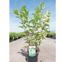 Hydrangea paniculata Plant - Kyushu