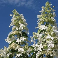 Hydrangea paniculata Plant - Levana