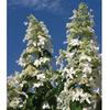 Hydrangea paniculata Plant - Levana Noble