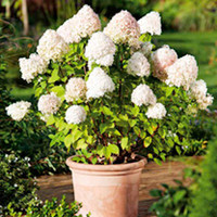 Hydrangea paniculata Plant - Limelight