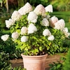 Hydrangea paniculata Plant - Limelight®