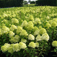 Hydrangea paniculata Plant - Limelight