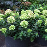 Hydrangea paniculata Plant - Little Lime