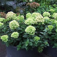 Hydrangea paniculata Plant - Little Lime®
