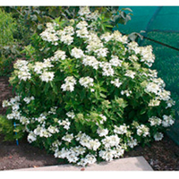 Hydrangea Paniculata Plant - Magical