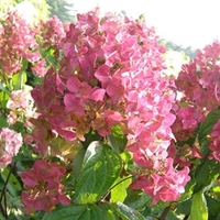 Hydrangea paniculata Plant - Mega Mindy®