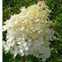 Hydrangea paniculata Plant - Phantom