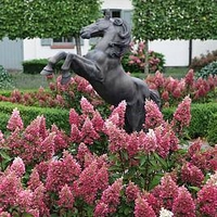 Hydrangea paniculata Plant - Pinky Winky®