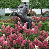 Hydrangea paniculata Plant - Pinky Winky Noble