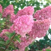Hydrangea paniculata Plant - Sundae Fraise