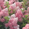 Hydrangea paniculata Plant - Vanille Fraise
