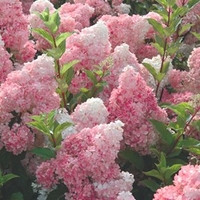 Hydrangea paniculata Plant - Vanille Fraise