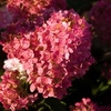 Hydrangea paniculata Plant - Vanille Fraise®