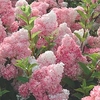 Hydrangea paniculata Plant - Vanille Fraise