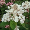 Hydrangea paniculata Plant - White Diamonds® First Editions®