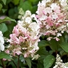 Hydrangea Pinky Winky
