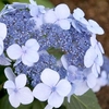 Hydrangea Plant - Endless Summer Twist 