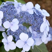 Hydrangea Plant - Endless Summer Twist 