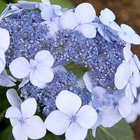 Hydrangea Plant - Endless Summer Twist 