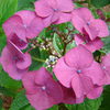 Hydrangea Plant - Geoffrey Chadbund