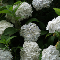 Hydrangea Plant - Madame E Mouillere