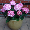 Hydrangea Plant - Miss Saori