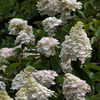 Hydrangea Plant - Paniculata Grandiflora