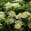 Hydrangea Plant - Petiolaris