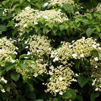Hydrangea Plant - Petiolaris