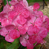 Hydrangea Plant - Preziosa