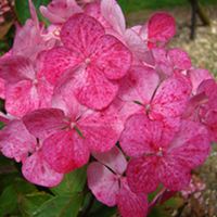 Hydrangea Plant - Preziosa