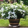 Hydrangea Plant - Runaway Bride