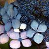 Hydrangea Plant - Serrata Bluebird