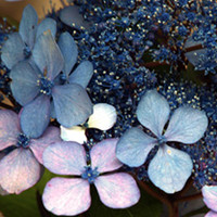 Hydrangea Plant - Serrata Bluebird