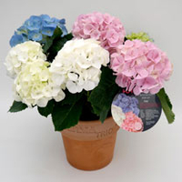 Hydrangea Plant - Trio Mix 3 Litre