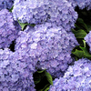 Hydrangea Plant - You and Me Passion Blue
