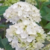 Hydrangea Plant Endless Summer - The Bride