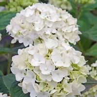 Hydrangea Plant Endless Summer - The Bride