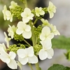 Hydrangea querc. Plant - Snow Queen