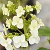 Hydrangea querc. Plant - Snow Queen®